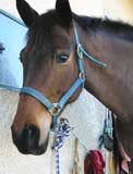 Ohlescoeurs en photo questre